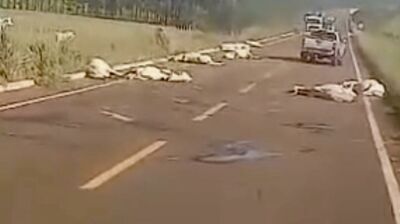 Imagem da notícia Vídeo: Caminhão perde freios e atinge boiada na MS-320, em Paraíso das Águas